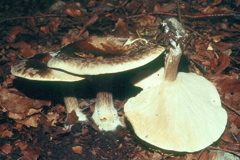 Melanoleuca grammopodia