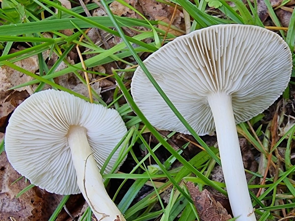 Melanoleuca iris