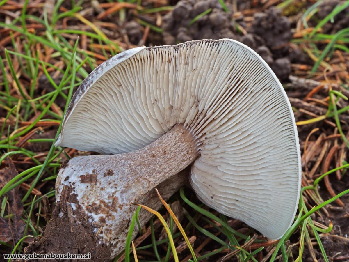 Melanoleuca luteolosperma