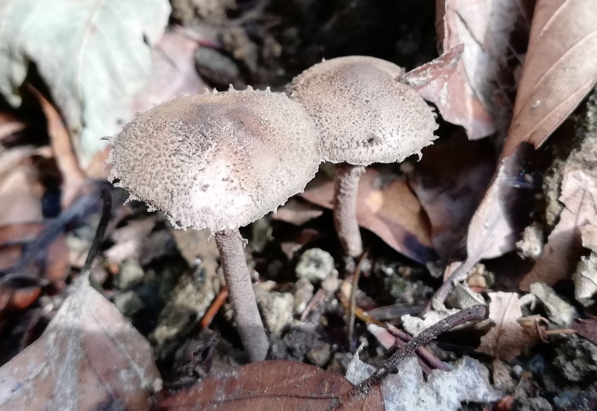 Melanophyllum haematospermum