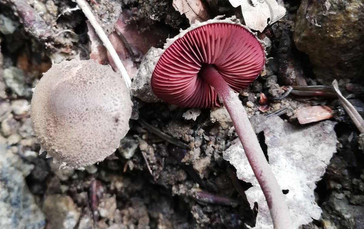 Melanophyllum haematospermum