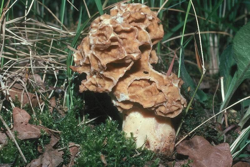 Morchella crassipes