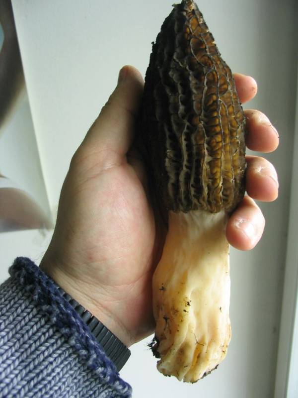 Morchella esculenta