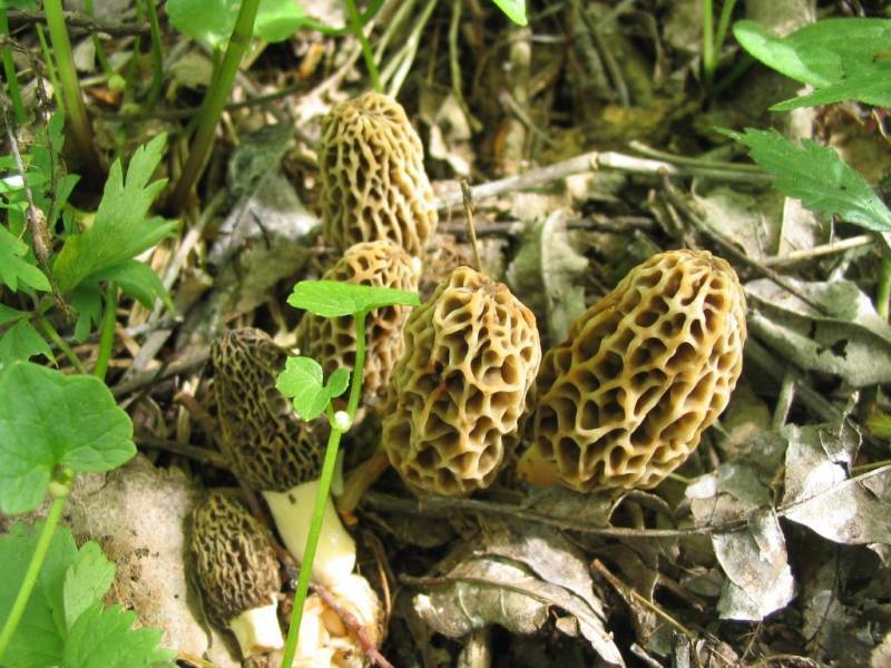 Morchella esculenta