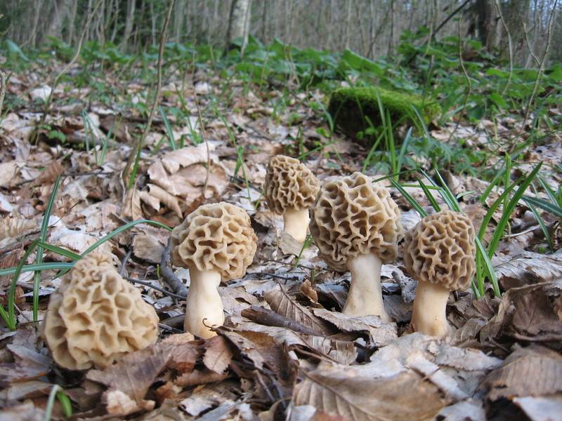 Morchella esculenta