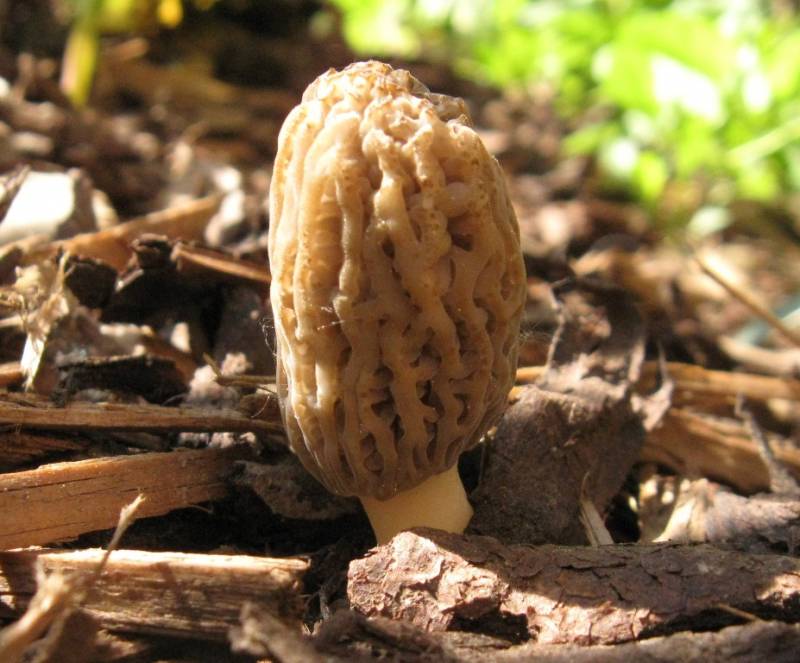 Morchella pragensis