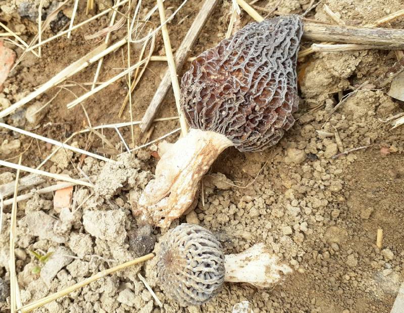 Morchella pragensis