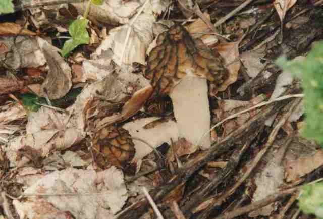 Morchella semilibera