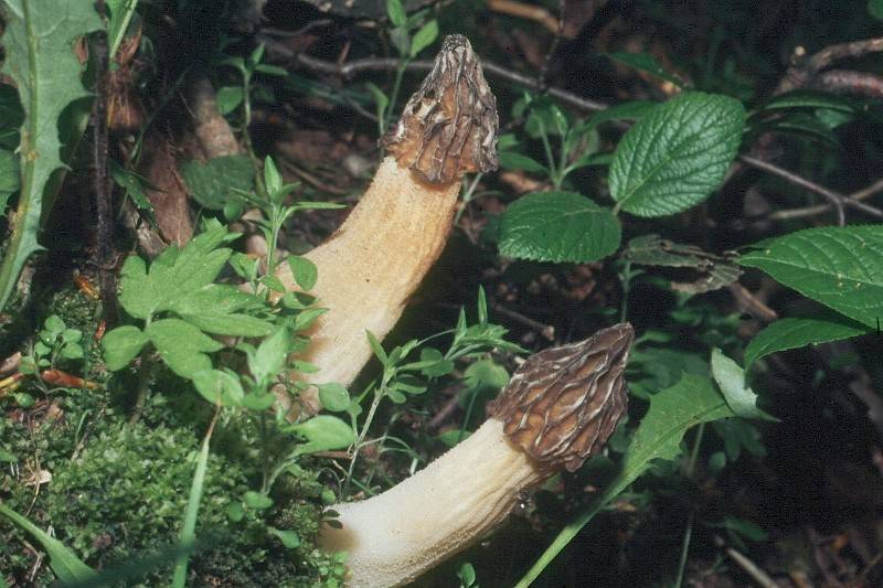 Morchella semilibera