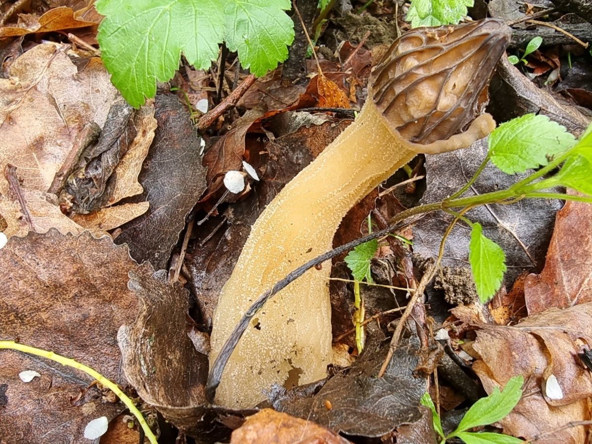 Morchella semilibera