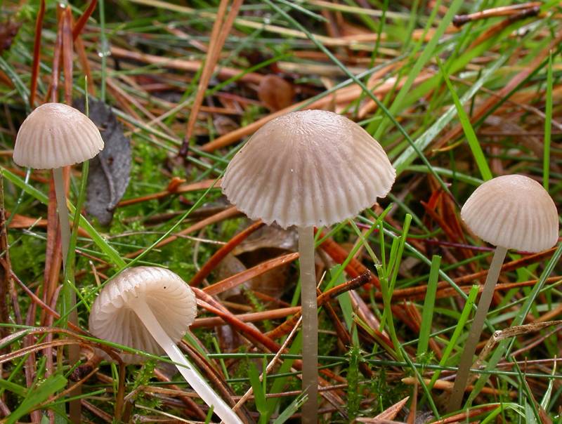 Mycena capillaripes