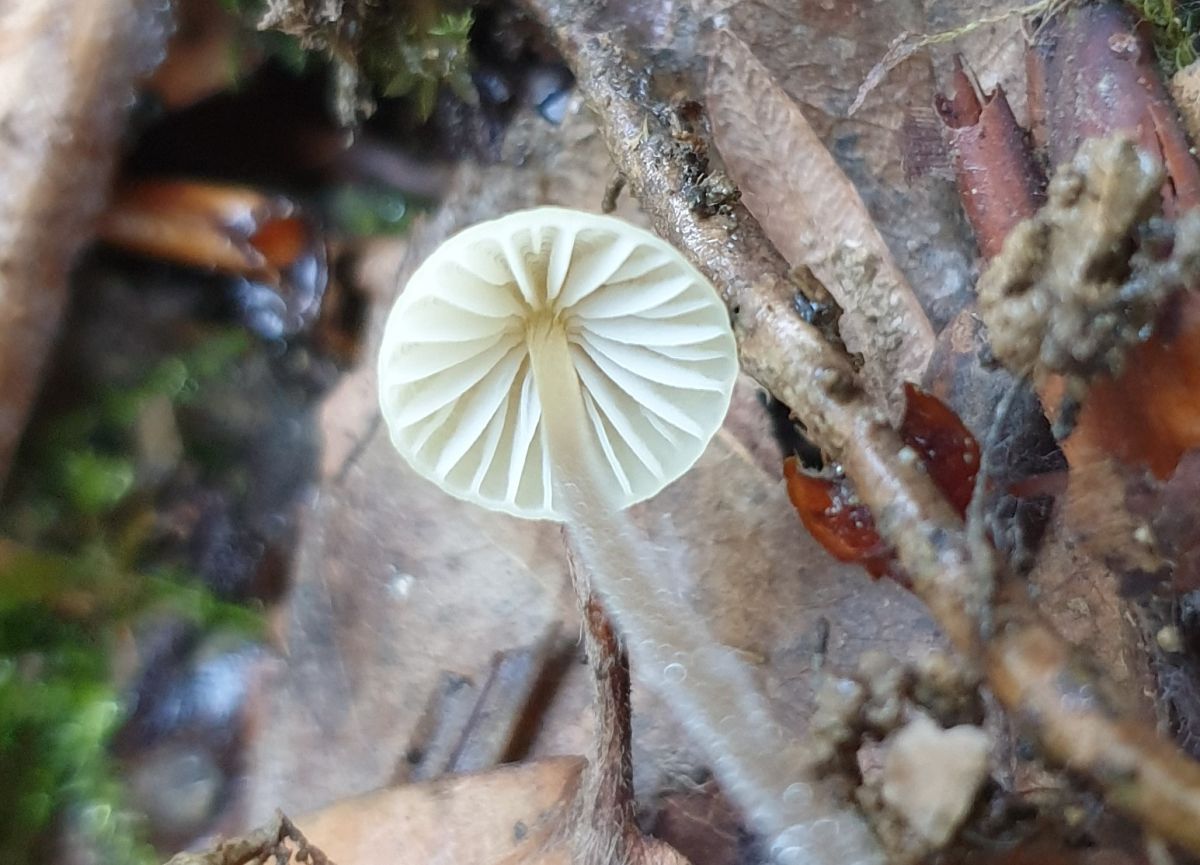 Mycena citrinomarginata