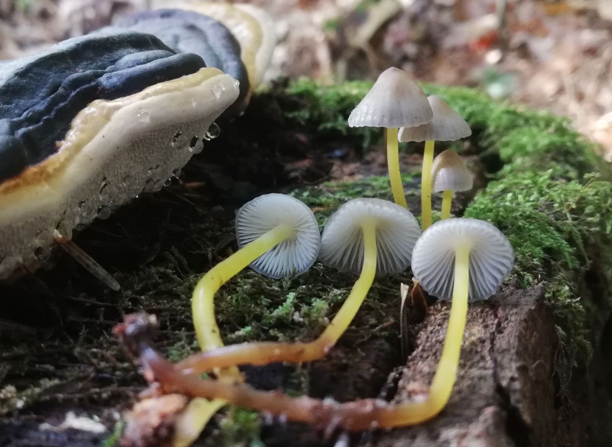 Mycena epipterygia