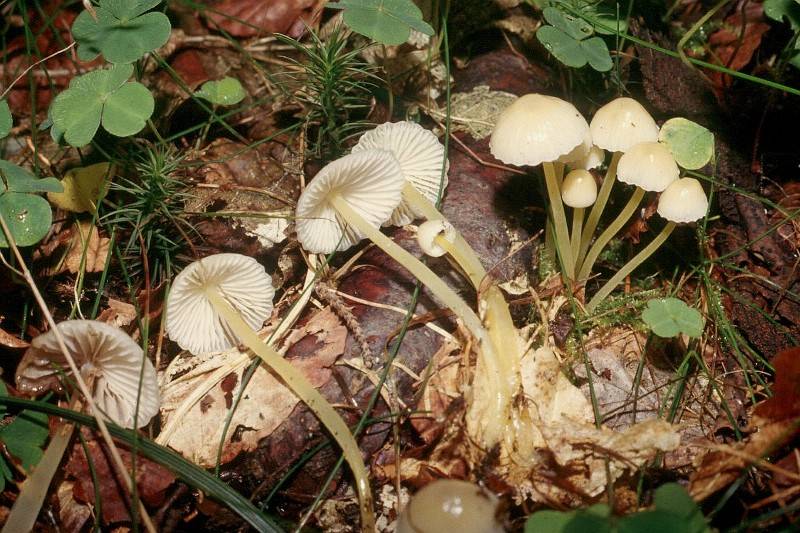 Mycena epipterygia