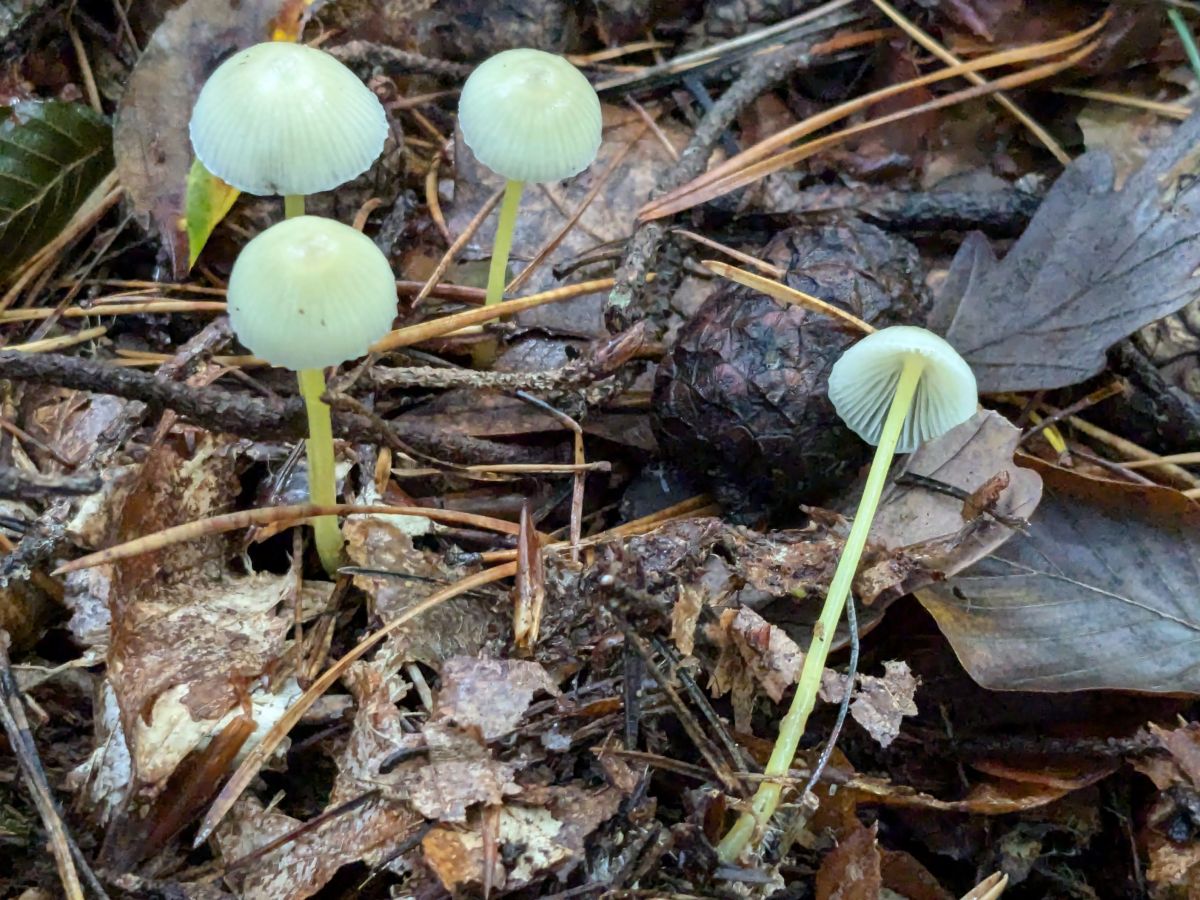 Mycena epipterygia