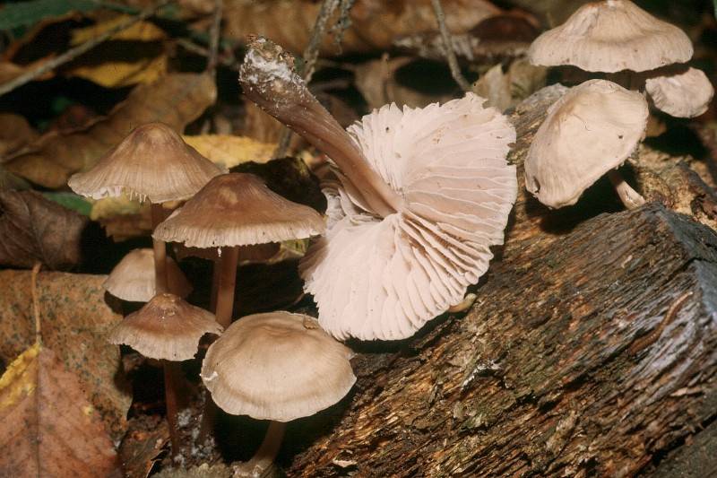 Mycena galericulata