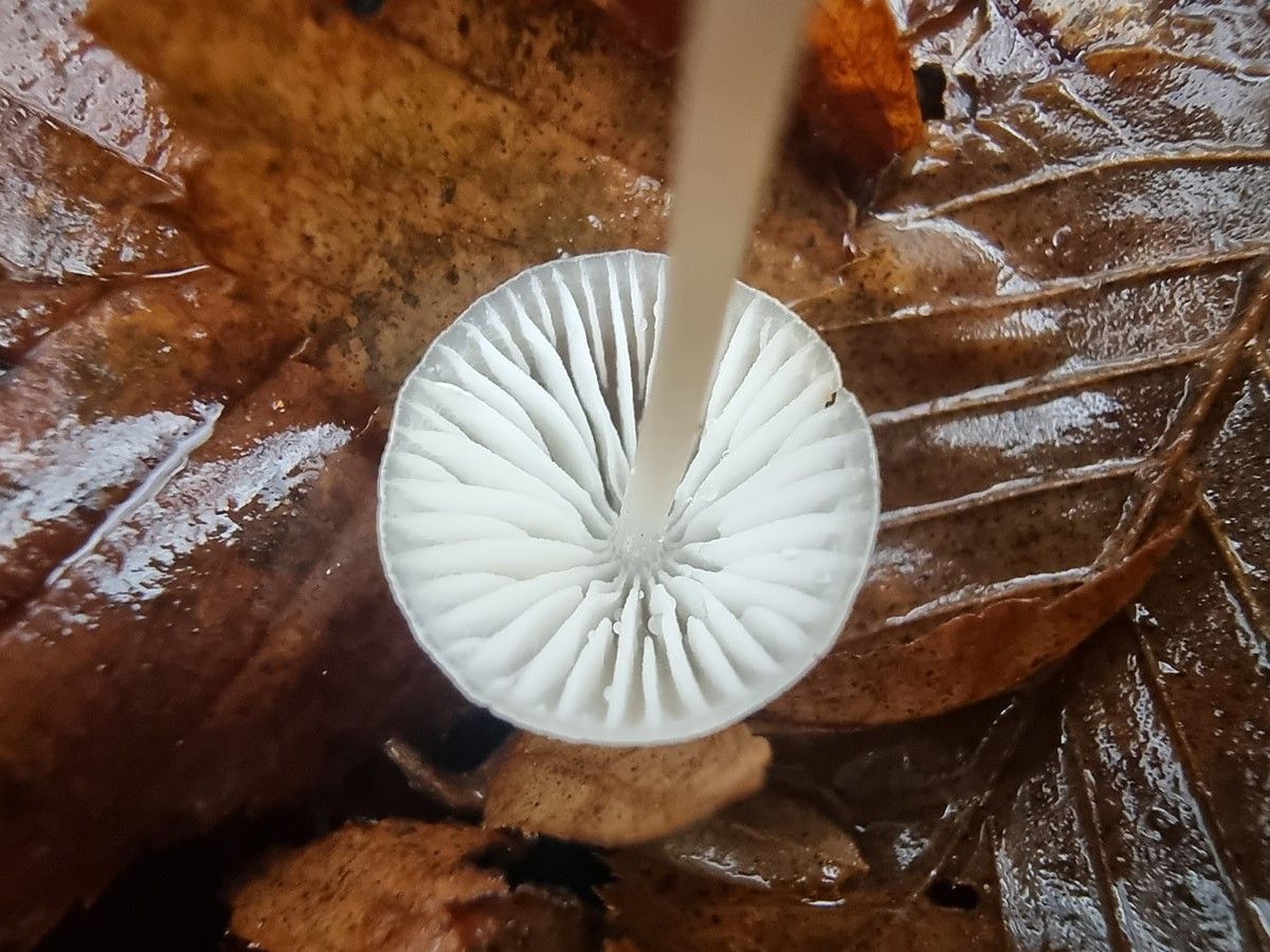 Mycena galopus