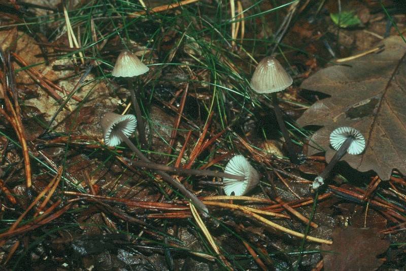 Mycena galopus