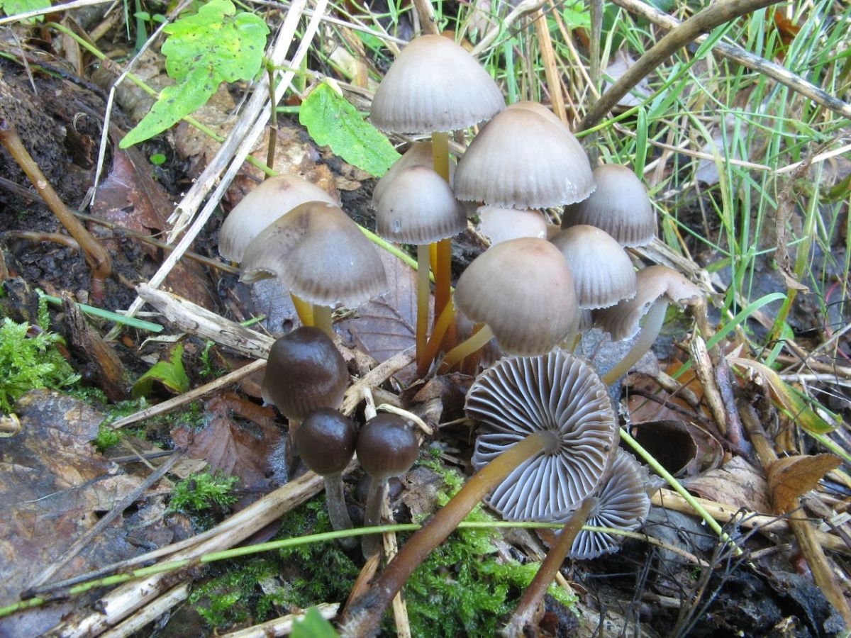 Mycena inclinata