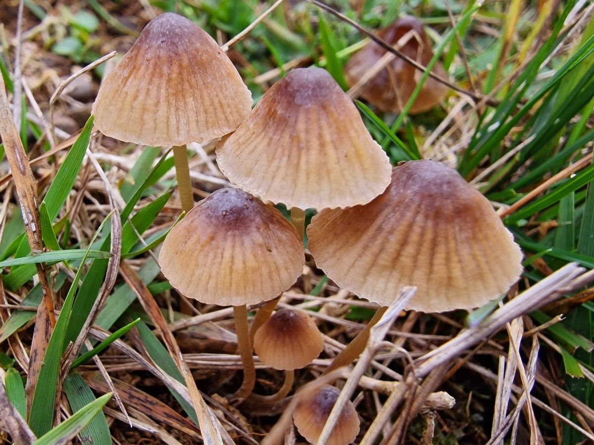 Mycena olivaceomarginata