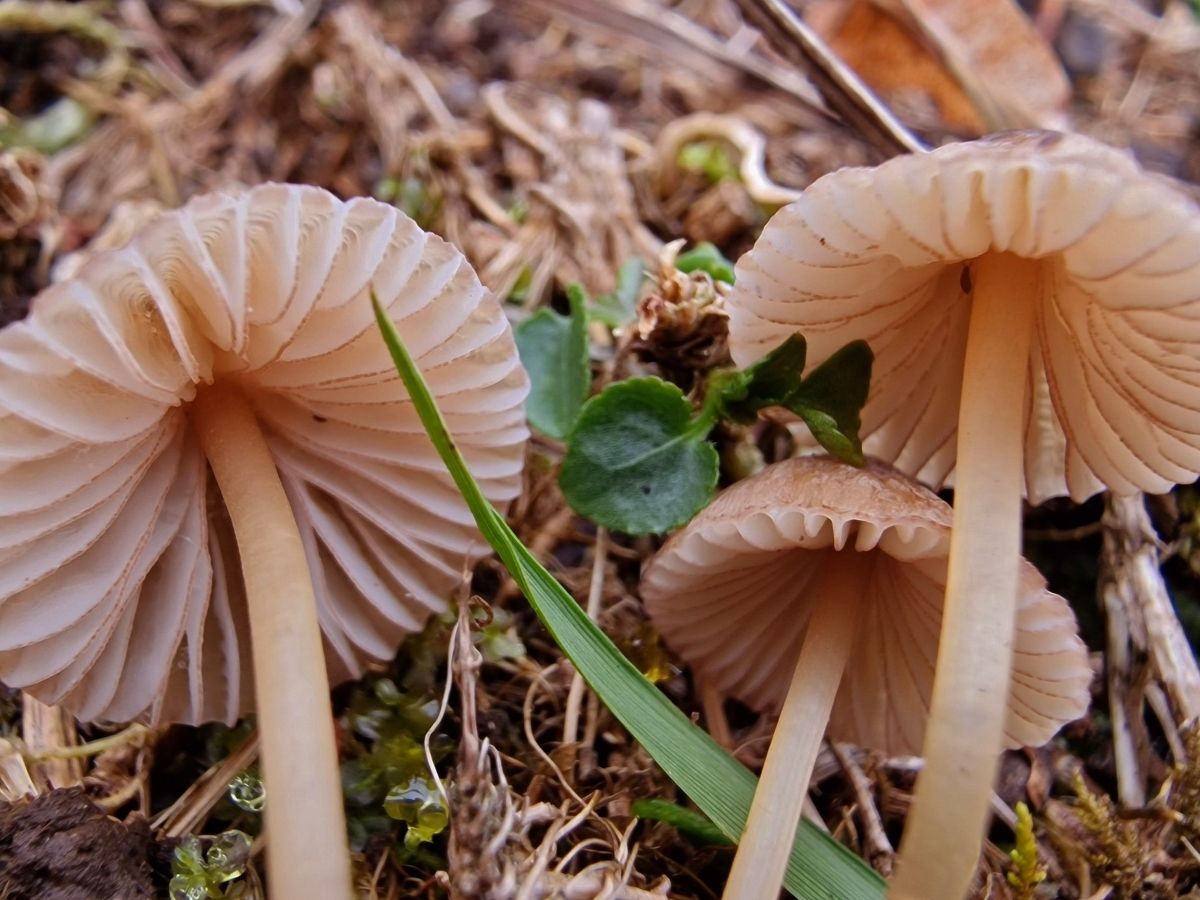 Mycena olivaceomarginata