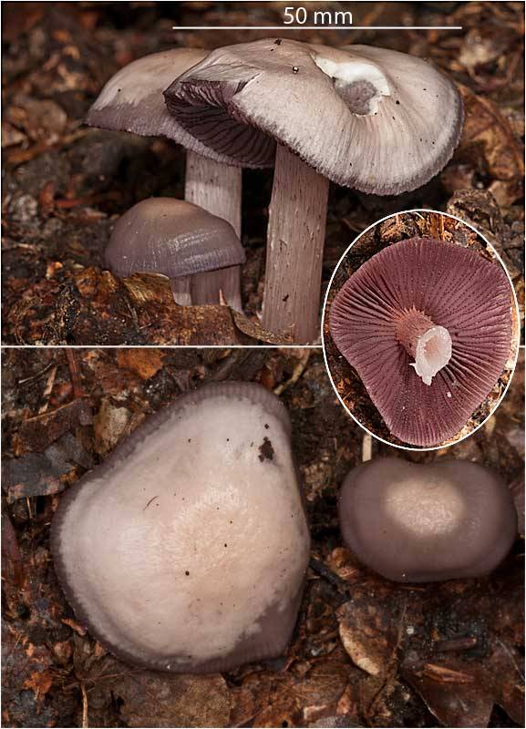 Mycena pelianthina