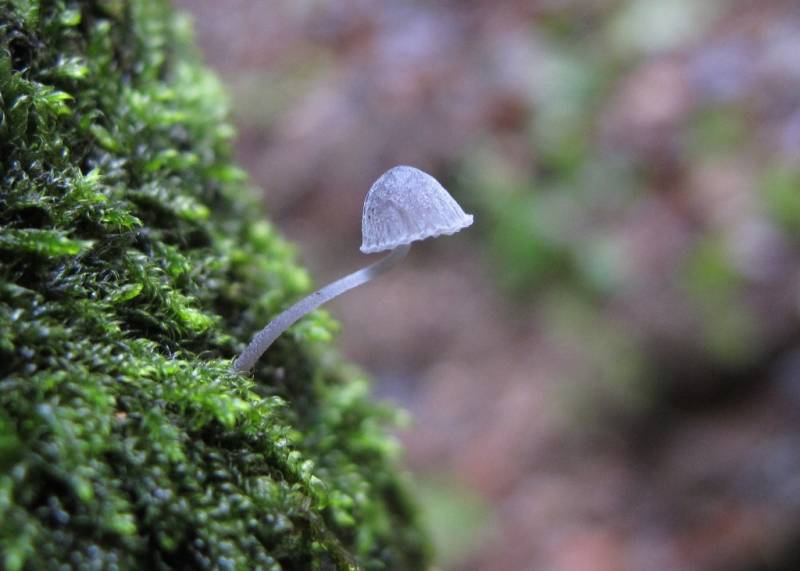 Mycena pseudocorticola