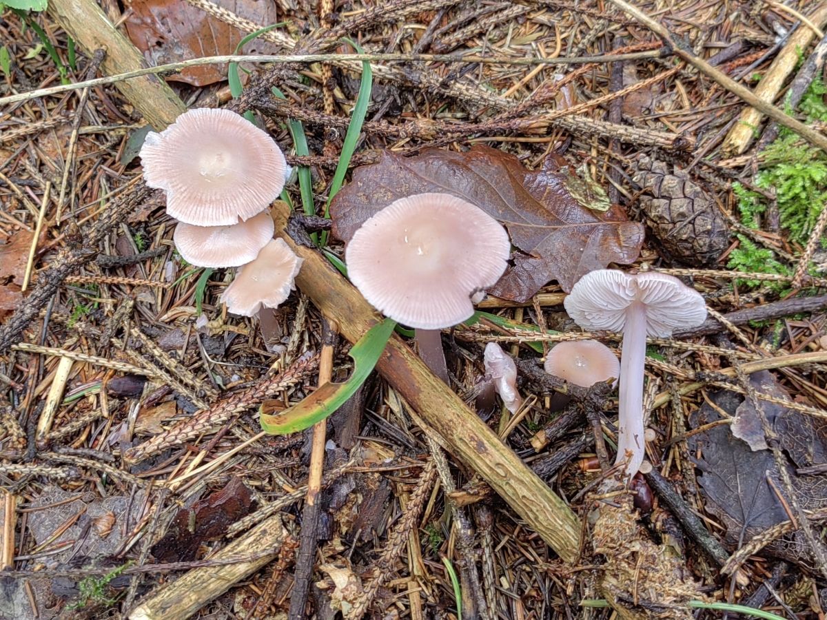 Mycena pura