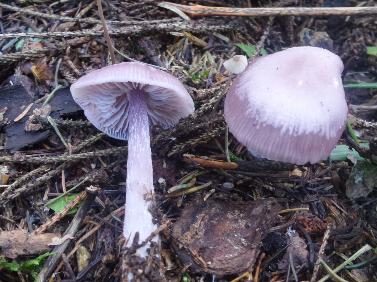 Mycena pura