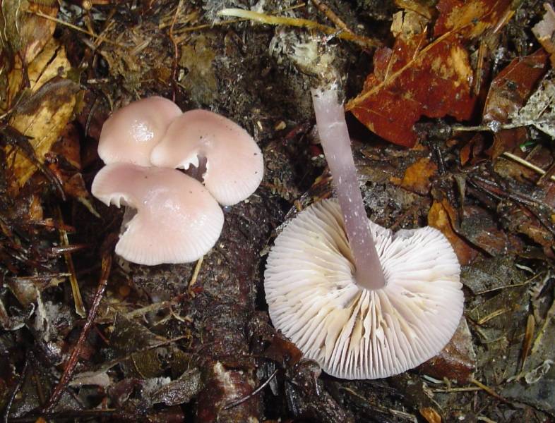 Mycena pura