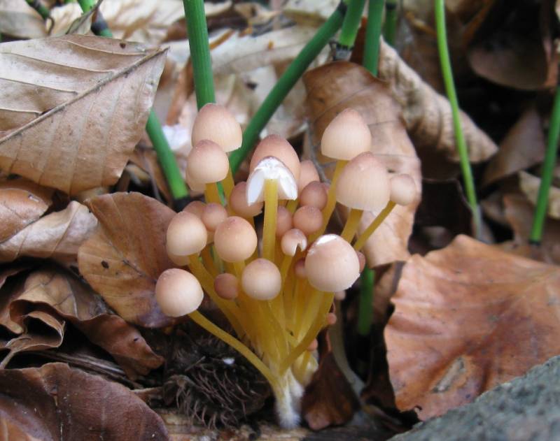 Mycena renati