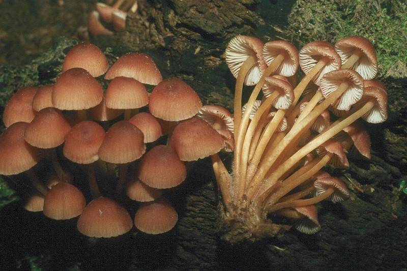 Mycena renati