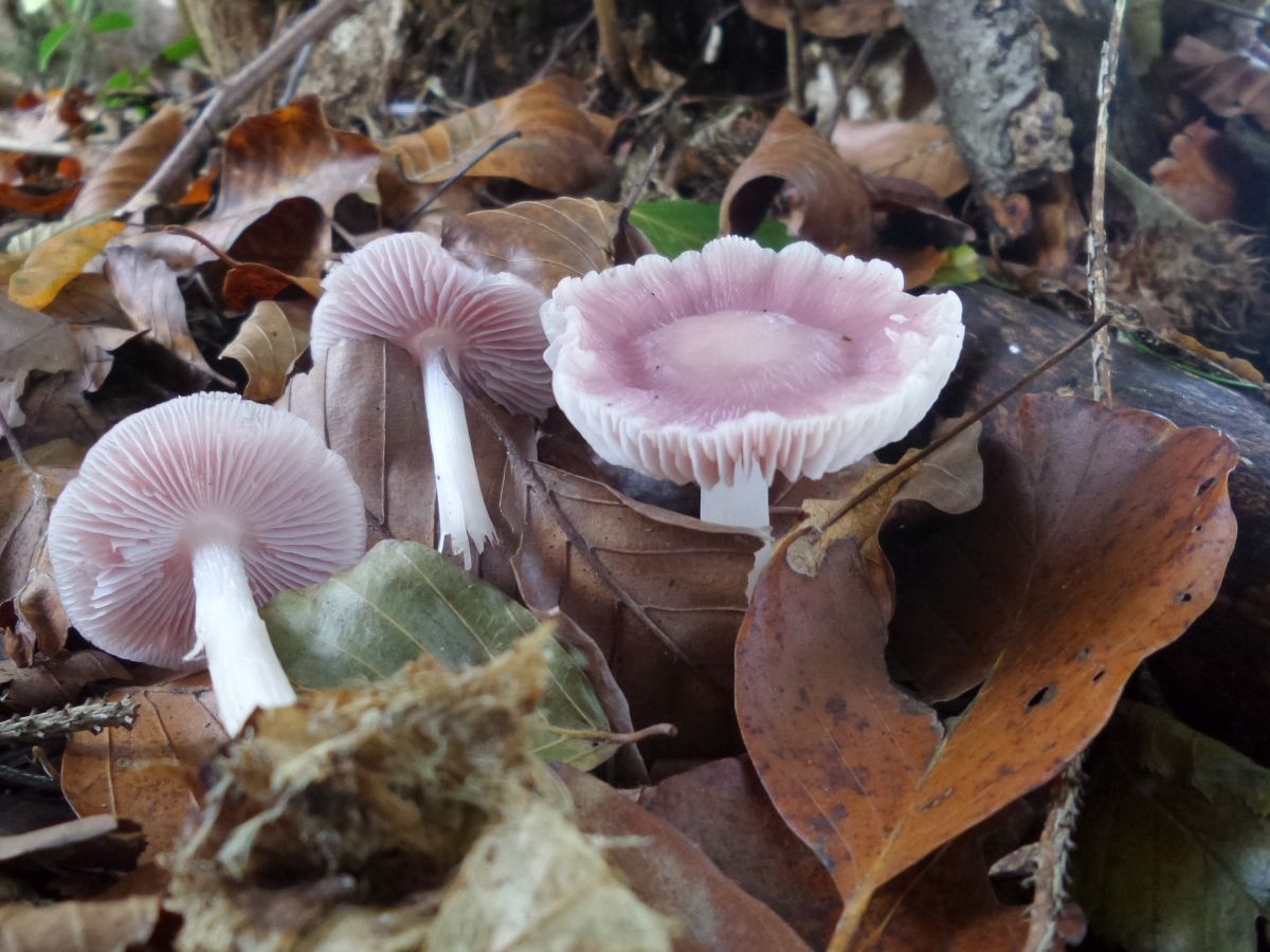 Mycena rosea