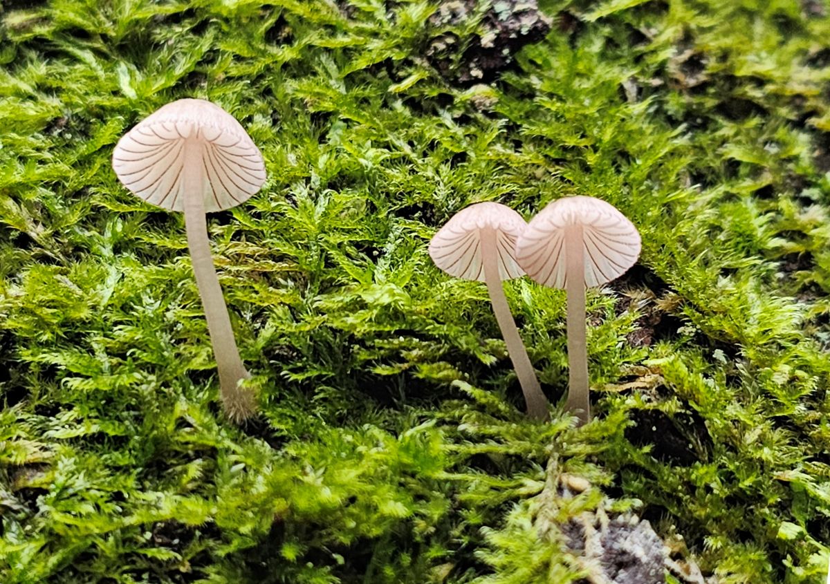 Mycena rubromarginata