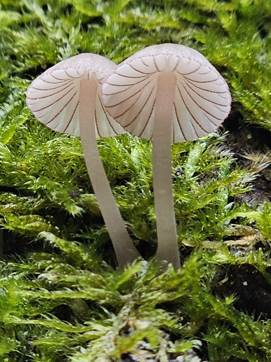 Mycena rubromarginata