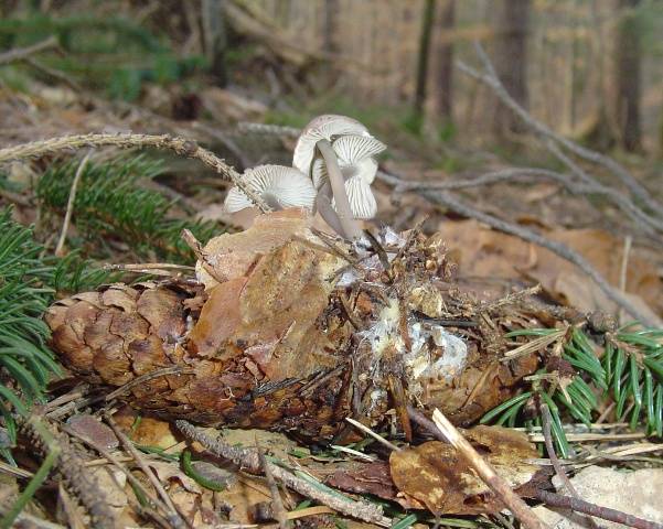 Mycena strobilicola