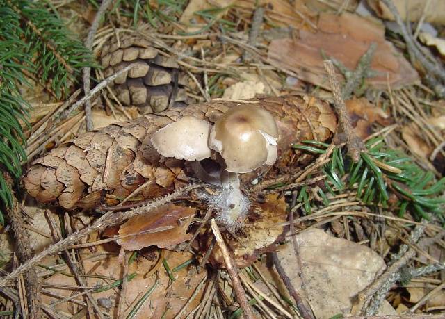 Mycena strobilicola