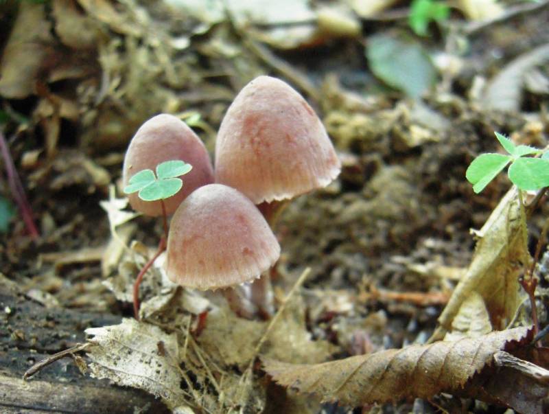 Mycena zephirus