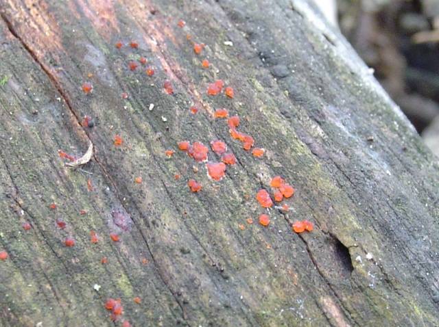 Nectria cinnabarina