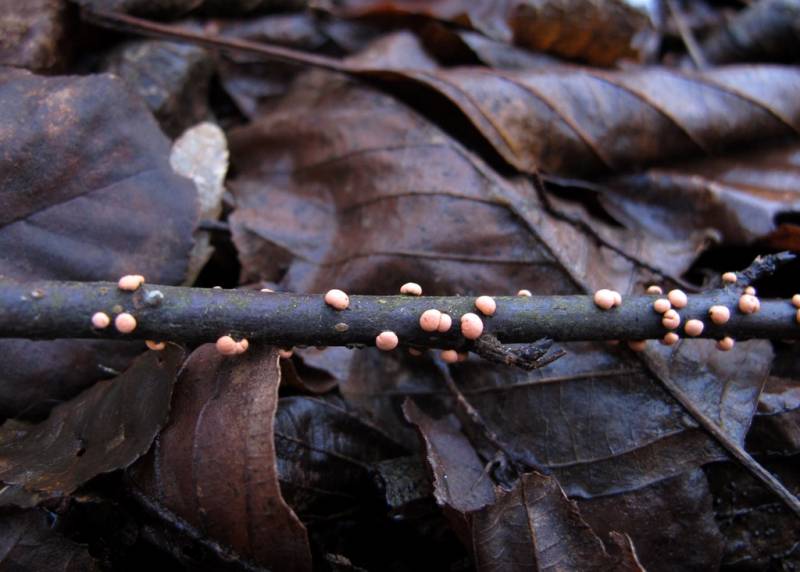 Nectria cinnabarina