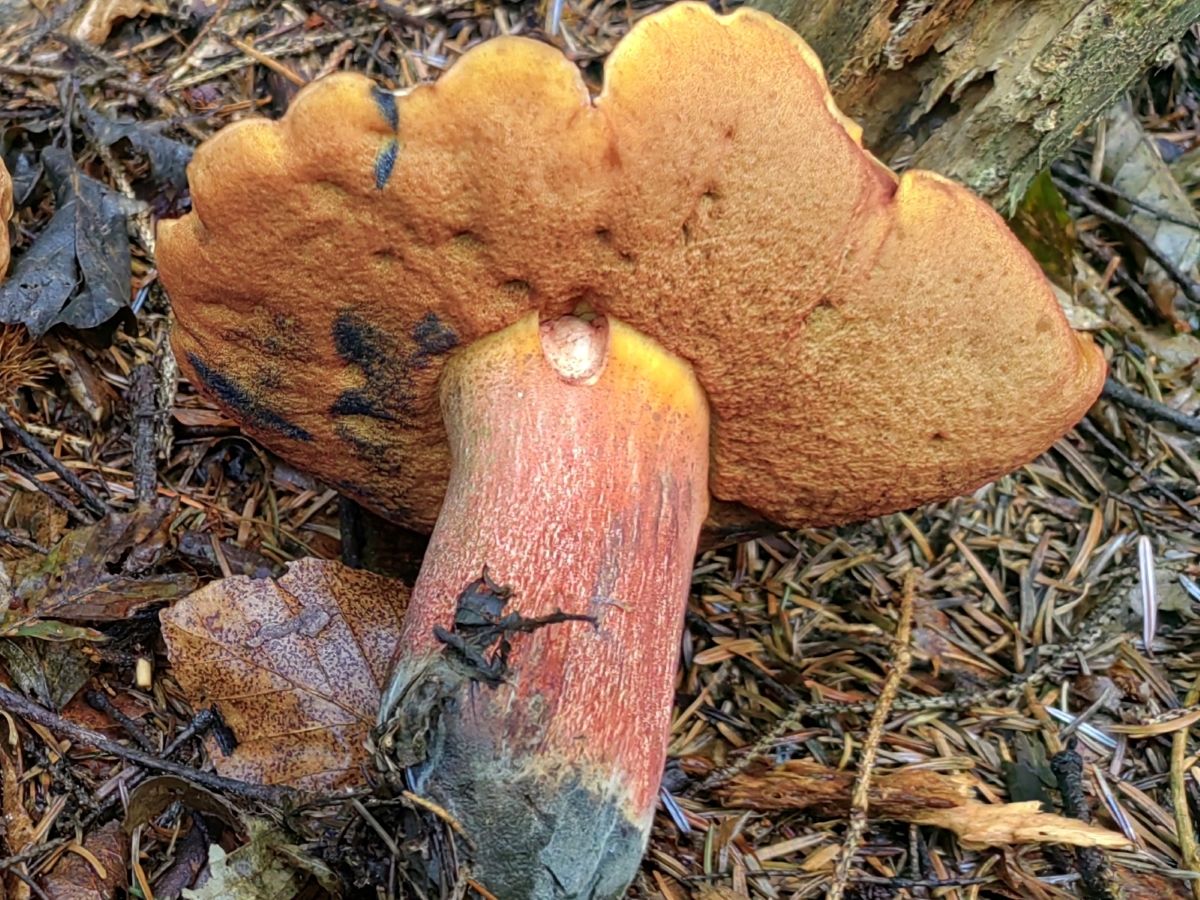 Neoboletus erythropus