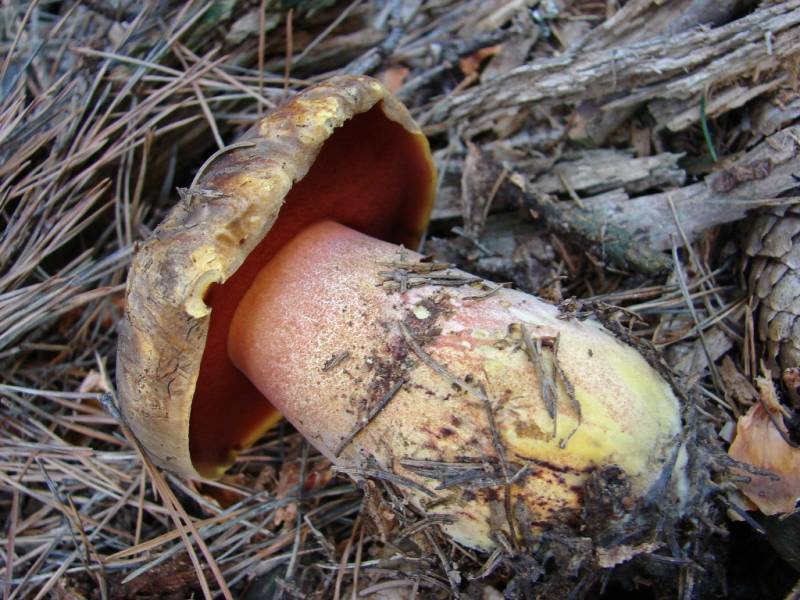 Neoboletus erythropus