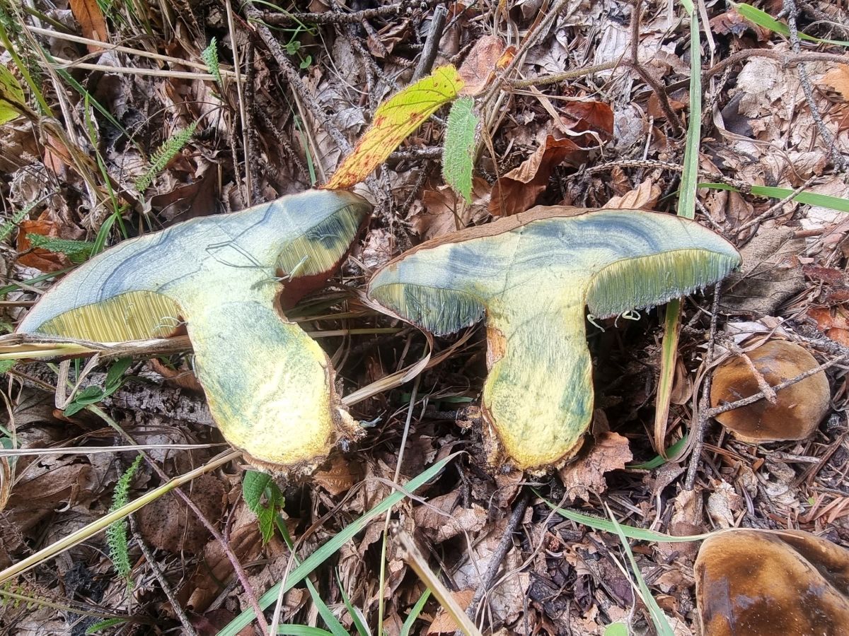 Neoboletus erythropus