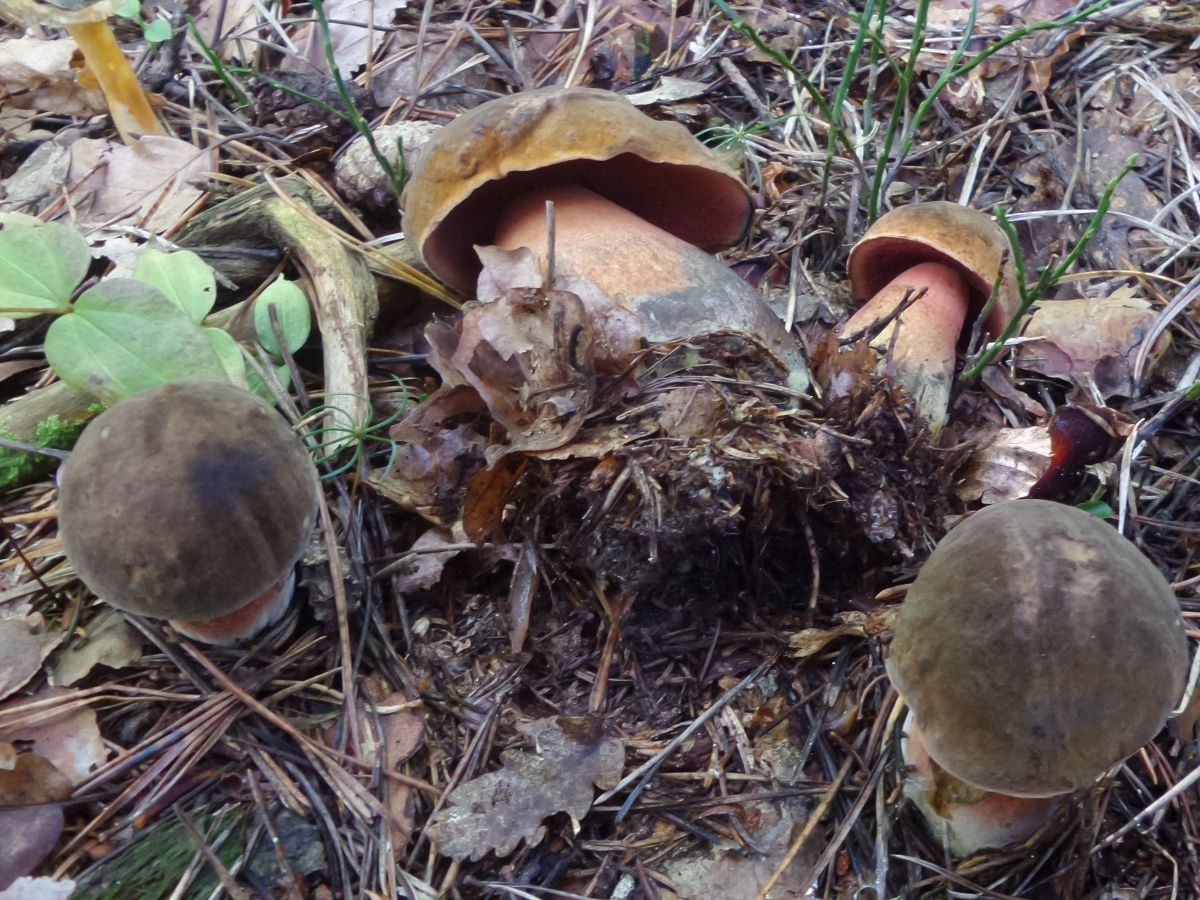 Neoboletus erythropus