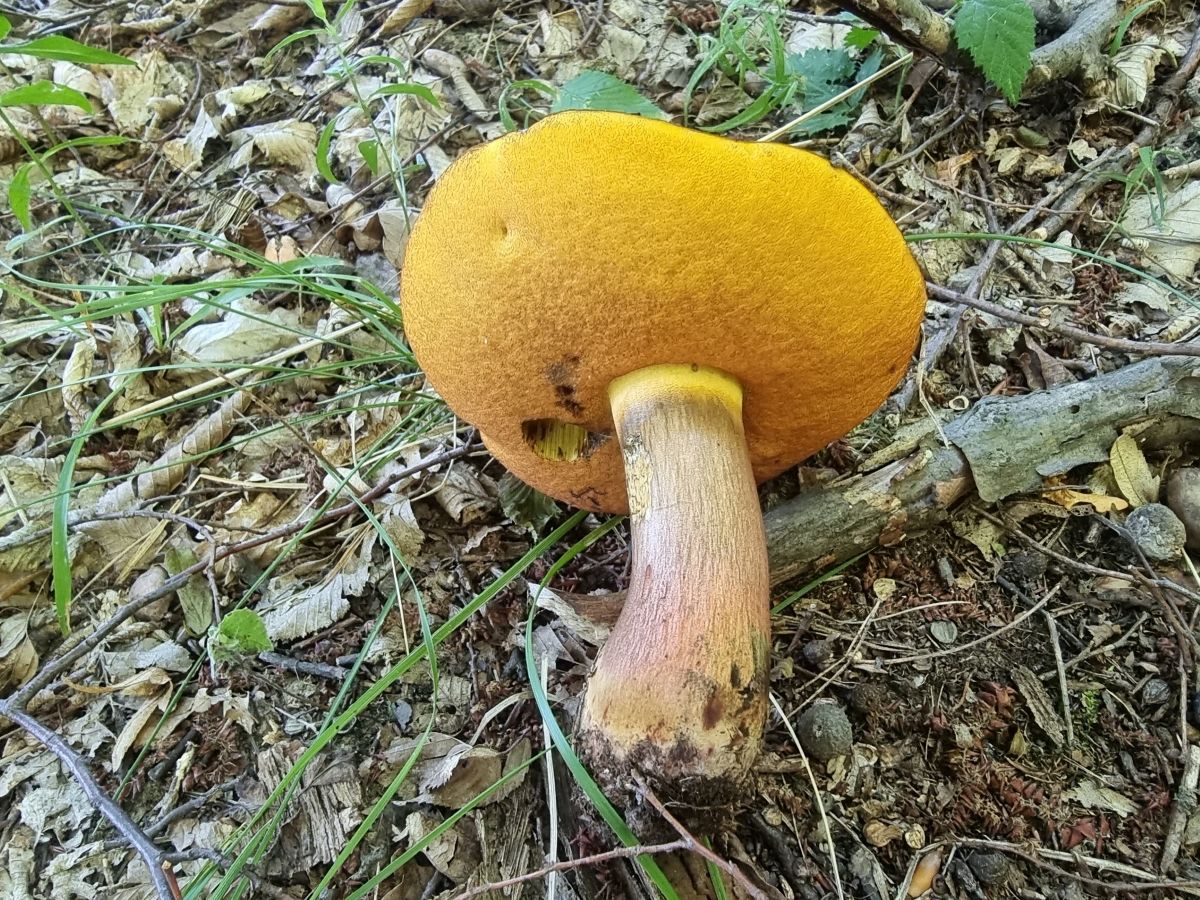 Neoboletus xanthopus