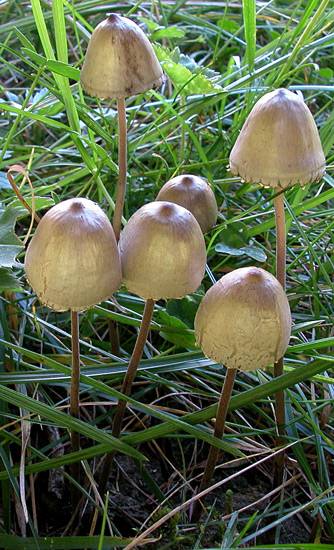 Panaeolus acuminatus