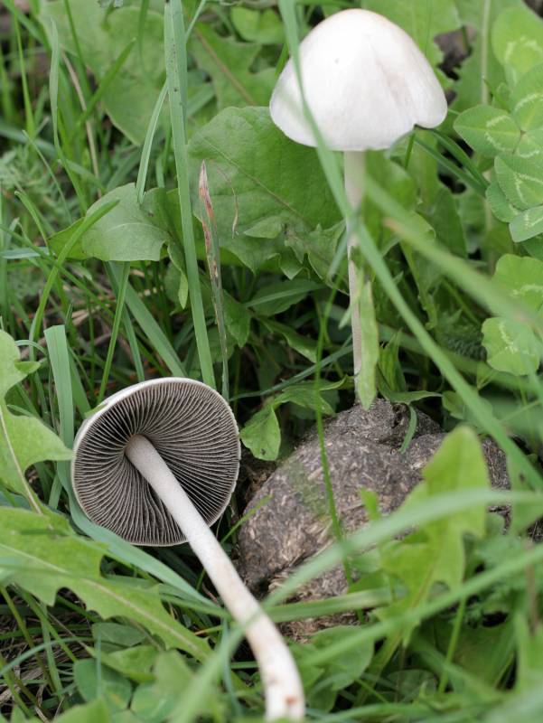 Panaeolus leucophanes