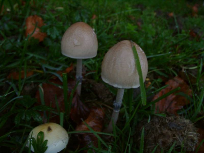 Panaeolus papilionaceus