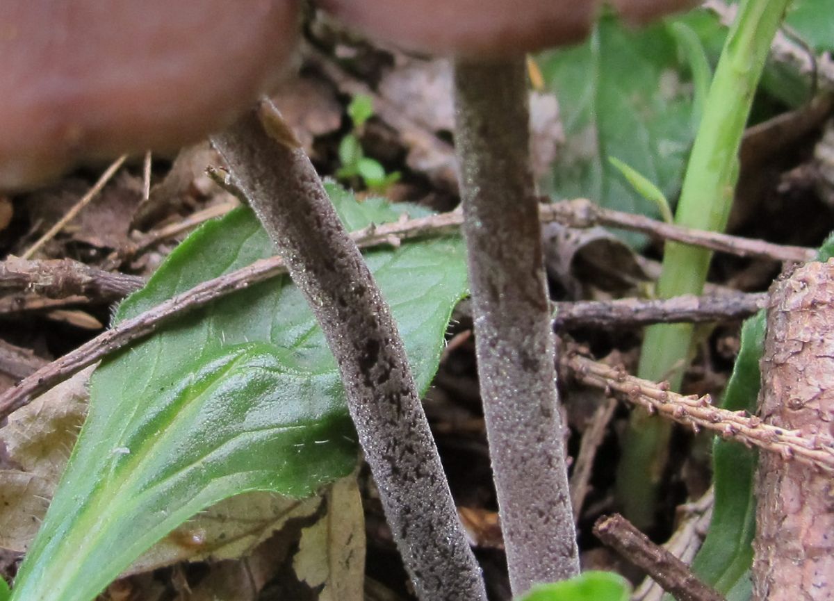 Panaeolus rickenii