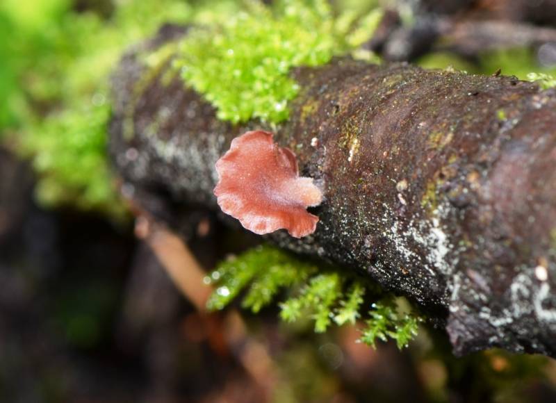 Panellus violaceofulvus